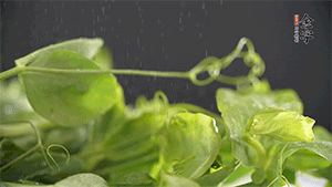 豌豆尖洗凈，切斷備用。