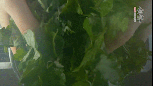 【面皮】1.鍋中水開時(shí)，放挑揀好的艾草和一撮小蘇打，第一遍煮開后倒掉，重新加水大火煮開后，小火煮1小時(shí)。煮爛的艾草用紗布瀝干。