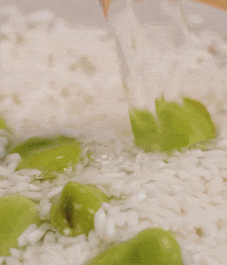 鍋底抹油，將淘洗干凈的大米，加蠶豆、清水，蓋蓋中火煮。